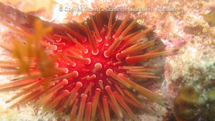 Sea Urchins (55)